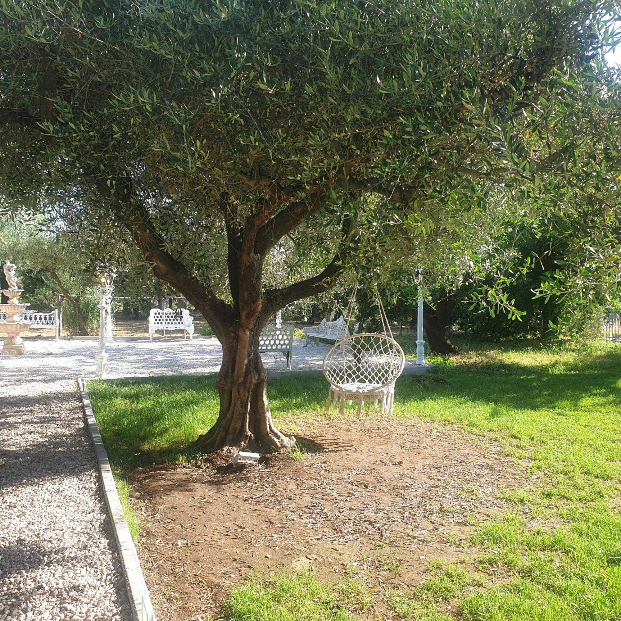 Tenuta Oliva